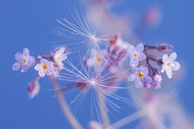 鲜花