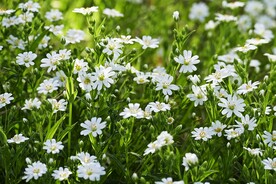 小白花