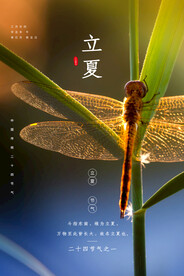 立夏节气传统活动宣传海报素材