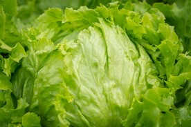 生菜