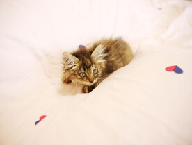 小奶猫