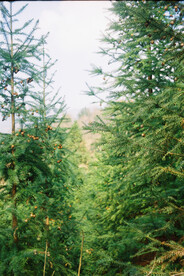 杉树 绿色背景 森林