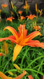 山丹丹花