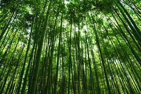 竹林