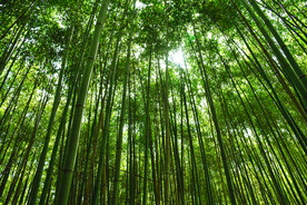 竹林