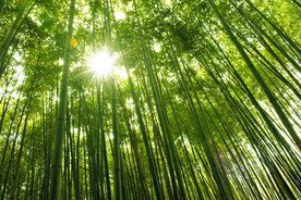 竹林
