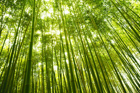 竹林