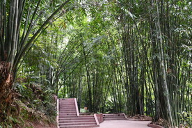 蜀南竹海