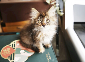 小奶猫