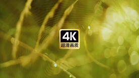 短视频素材近焦拍摄蜘蛛网