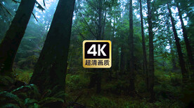 短视频素材幽静森林深处美景