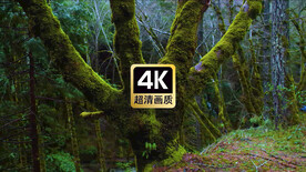 短视频素材苔藓覆盖在树干上