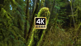 短视频素材结满苔藓的枯树干