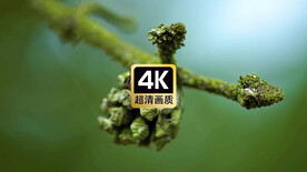 短视频素材风中松果