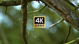 短视频素材雨后风中摆动的蛛网