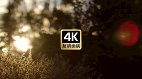 光晕下的薰衣草花丛