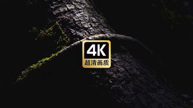 暗夜拍摄结满苔藓的树藤