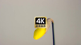 延时短视频素材花朵绽放瞬间