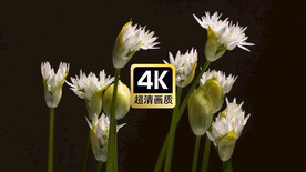 延时短视频素材盛开的白色花朵