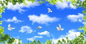 蓝天白云鸽子绿叶