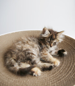 小猫