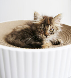 小猫