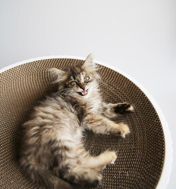 小猫