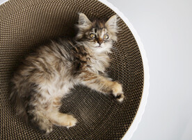 小猫
