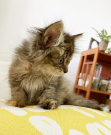 小猫