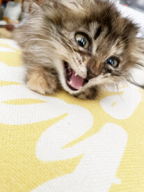 小猫