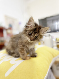 小猫