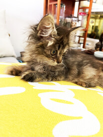 小猫