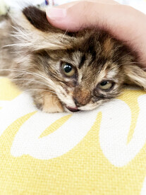 小猫