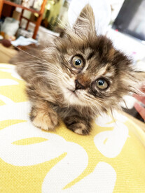 小猫