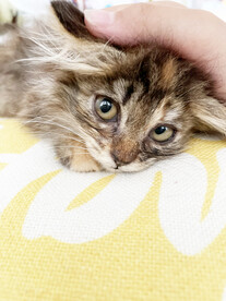 小猫