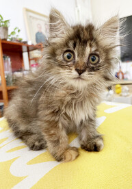 小奶猫