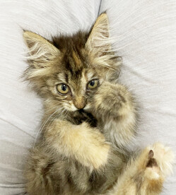 小猫