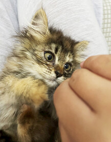 小猫