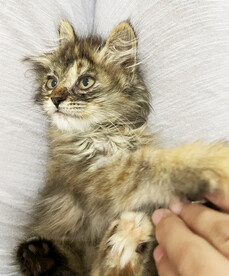 小猫