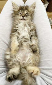x小猫睡觉