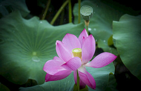 荷花 