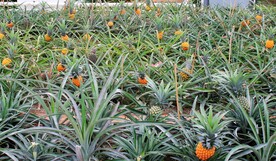 菠萝