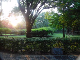 古塔公园 夕阳 树林