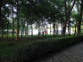 古塔公园树林