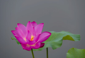 荷花娇妍