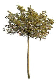 树