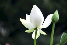 白莲花