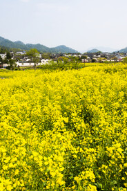 油菜花竖图