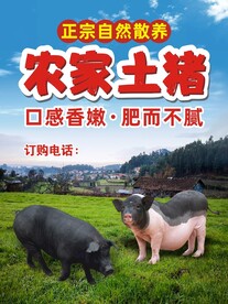 农家土猪
