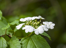 琼花
